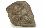 Howardite Meteorite ( g) - NWA Main Mass #263666-1